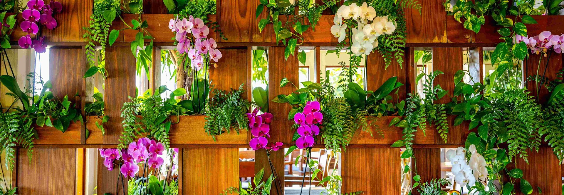 Orchid Wall